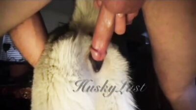 HuskyLust Compilation