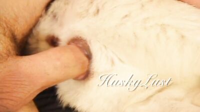 HuskyLust Compilation