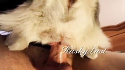 HuskyLust Compilation