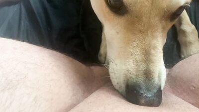 ftm pussy licked by dog
