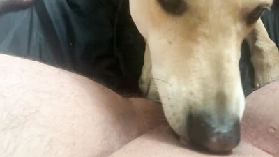 ftm pussy licked by dog