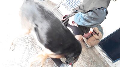 Furry Lovers Secret Affair - Dogs Surprise Blowjob