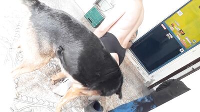 Puppy Love: Hot Girl Gets Licked By Her Faithful Canine Companion