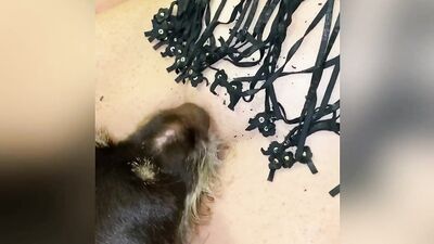Dog sex Animalia