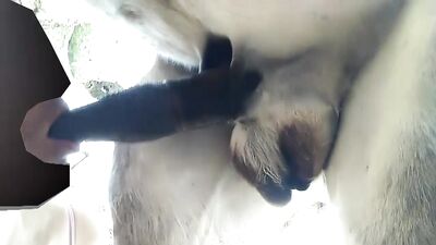 chico transexual mamando la verga al burro caliente