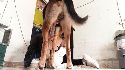 Puppy Love: My Faithful Hounds Secret Blowjob Obsession