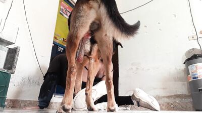 Puppy Love: My Faithful Hounds Secret Blowjob Obsession