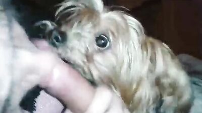 PERRA Y PERRITA COMPARTEN LA MISMA VERGA Y SE LA LAMEN RICO