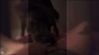 Dog licks little sluts pussy