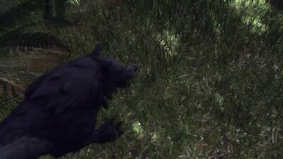 Assumi and the Wolves