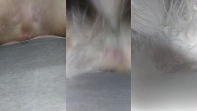 Home made beastiality video
