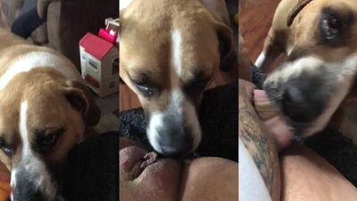 Puppys Tongue Teases Her Juicy Pussy