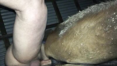 Pounding mare pussy