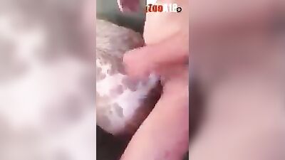 animalboy pigsex vid