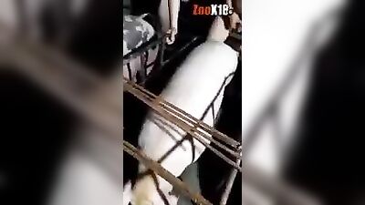 animalboy pigsex vid