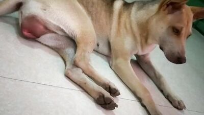 MI PERRA EN CELO ESTA LITAS PARA SEXO