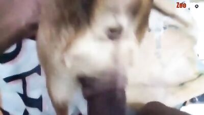 MI ENORME PENE SE SIENTE APRETADO DENTRO DE MI PERRA