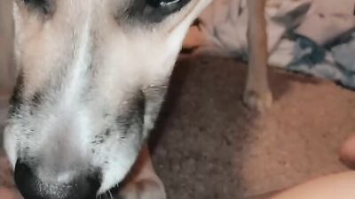 Dog taste ass and pussy for the first time of barely legal teen