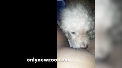 2020 new dog lick pussy teen videos