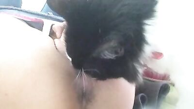 Pussylicker