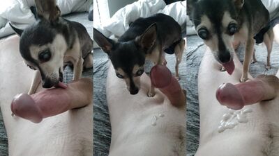 She Licks Me Handsfree