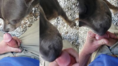 Neighbors Dog Lickjob