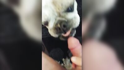 Bulldog Lickjob