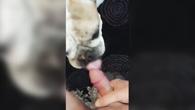 Bulldog Lickjob
