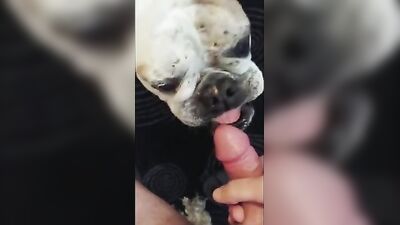 Bulldog Lickjob
