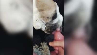 Bulldog Lickjob