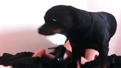 Queen of dog blowjobs 5