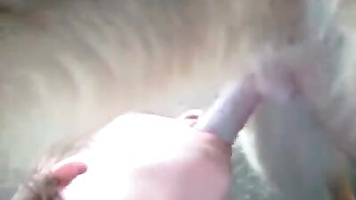 Queen of dog blowjobs 24