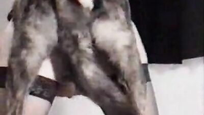 Zoo beauty with perfect nipples gets hard knotted by her dog