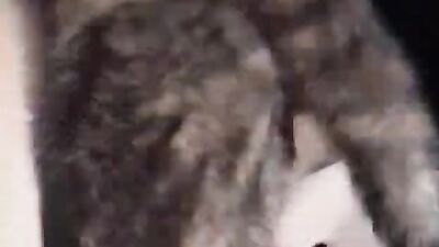 Zoo beauty with perfect nipples gets hard knotted by her dog