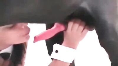 Dogblowjobs66