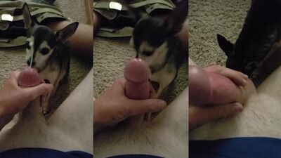 Quick nut for the dog