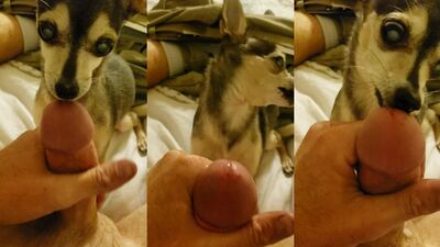 Dog Treat