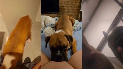 Zoophilia porno: girls blows ger dog 2026