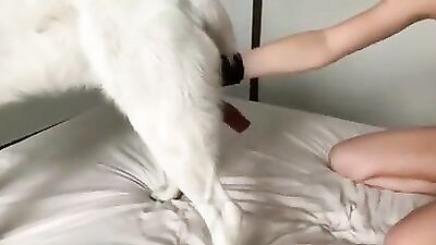 3d zoo porn: sucking dogs girl porn