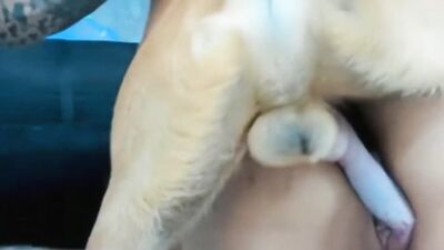 Art of zoo porno: compilation of close up dog girl
