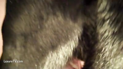 Art of zoo porn: dogging group sex