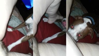 Zoo fuck porn: max zoophilia is punishable by law