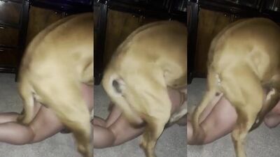 Animal sex video: porn zoophilia