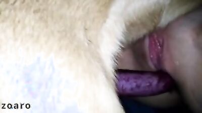 Animal dog sex: sex xxx zoo 2026