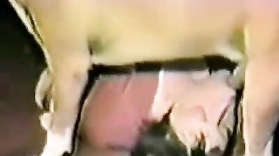Zoo porn man: porno story pregnant bestiality