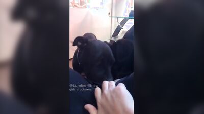 Animal cross porn: porn girl with a dog draining