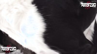 Porn bestiality: animals dog zoo porn