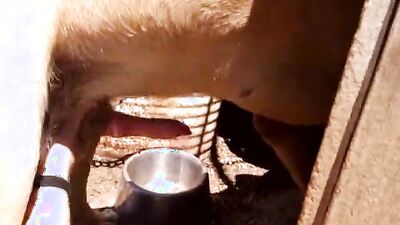 Teen zoo porn: hard zoophilia