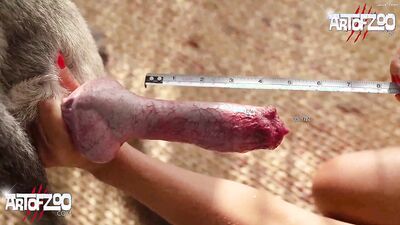Bestiality horse: hot porn animals