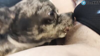 Dog girl play: bestiality tube net